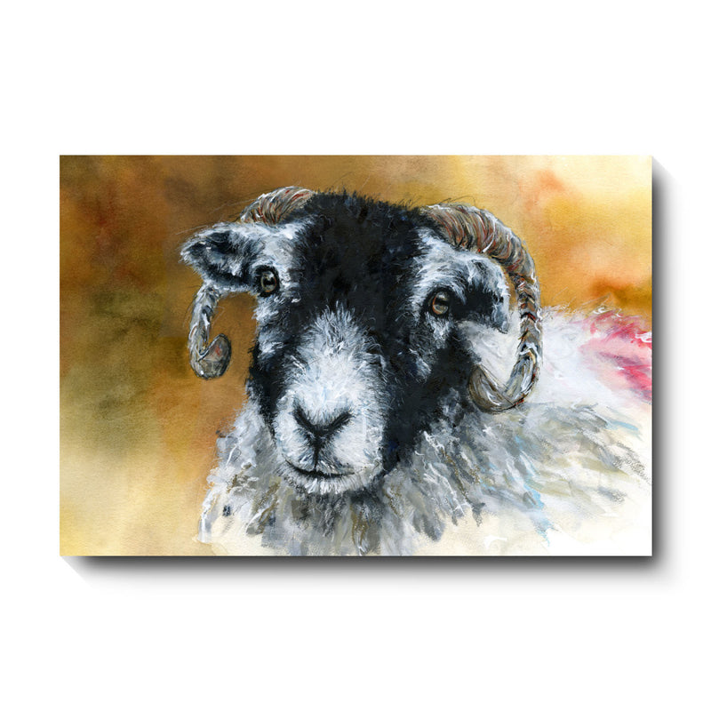 David Pooley Art Swaledale Sheep Canvas Large 81 x 61cm