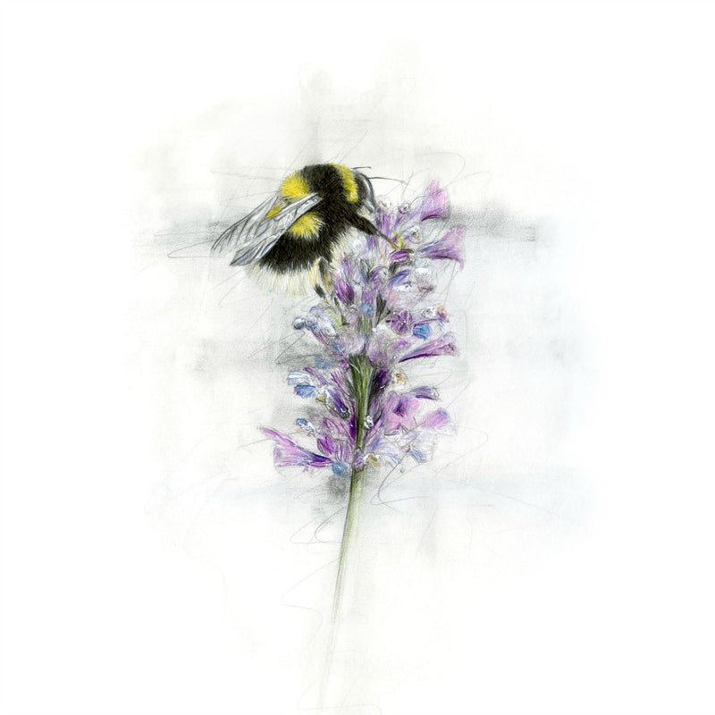 David Pooley Art Barry Bumble Bee A3 Print