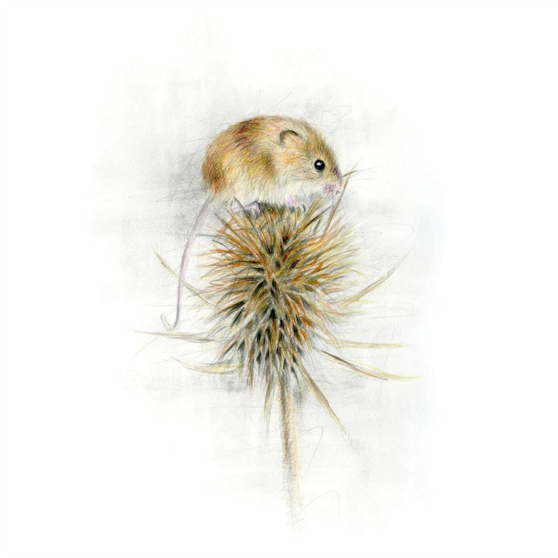 David Pooley Art Harvest Mouse A3 Print
